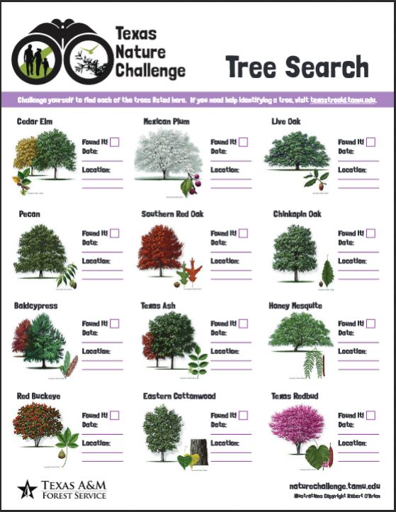 Tree Search poster